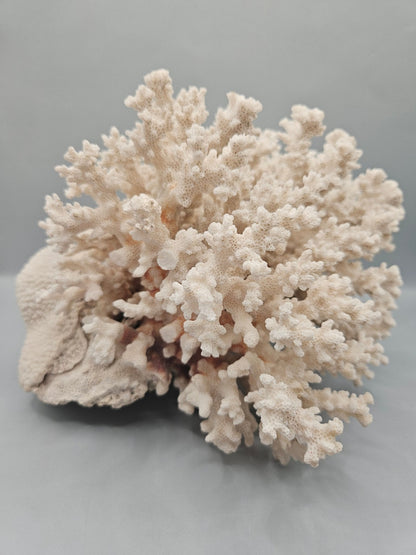 Brownstem Coral Attached to Brain Coral – 8.5"x8"x6" Unique Coral Display