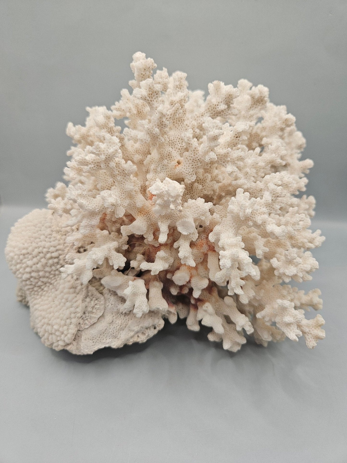 Brownstem Coral Attached to Brain Coral – 8.5"x8"x6" Unique Coral Display