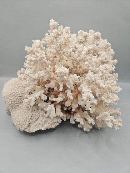 Brownstem Coral Attached to Brain Coral – 8.5"x8"x6" Unique Coral Display