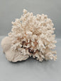 Brownstem Coral Attached to Brain Coral – 8.5"x8"x6" Unique Coral Display