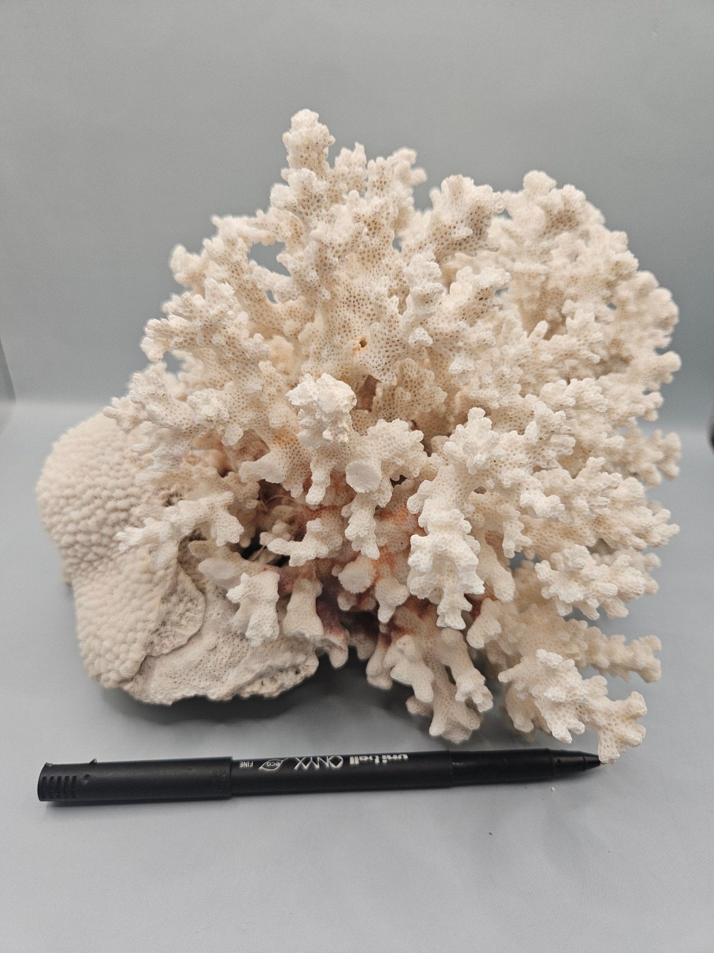 Brownstem Coral Attached to Brain Coral – 8.5"x8"x6" Unique Coral Display