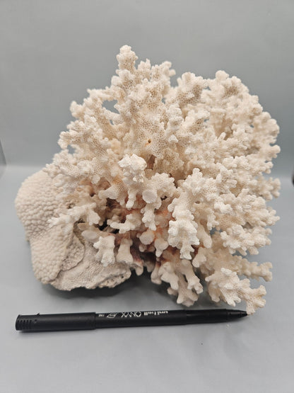 Brownstem Coral Attached to Brain Coral – 8.5"x8"x6" Unique Coral Display