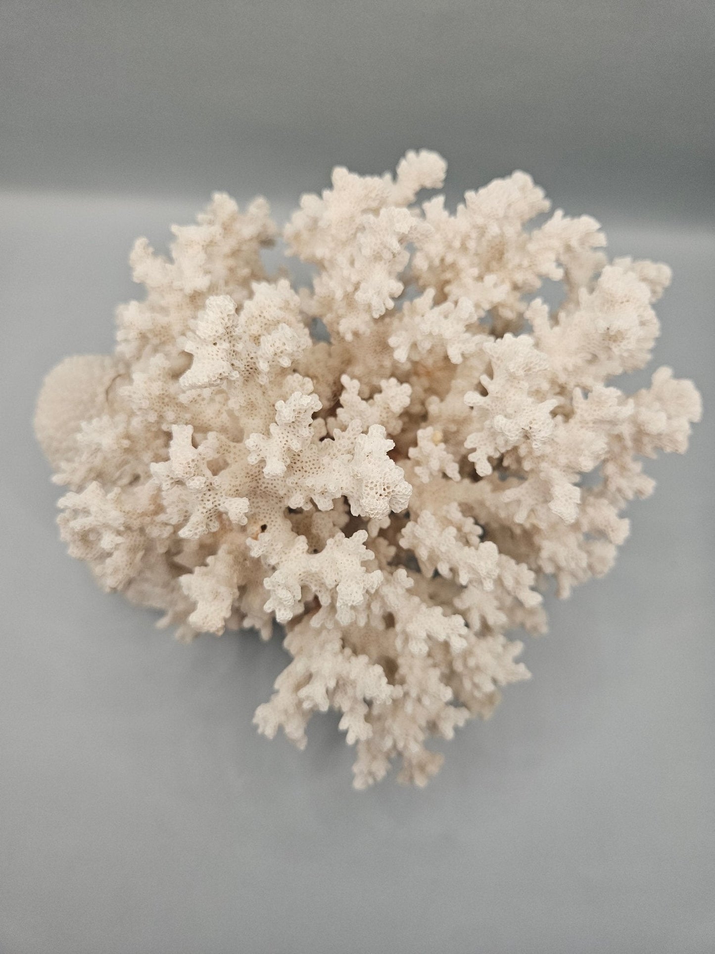 Brownstem Coral Attached to Brain Coral – 8.5"x8"x6" Unique Coral Display
