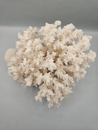 Brownstem Coral Attached to Brain Coral – 8.5"x8"x6" Unique Coral Display