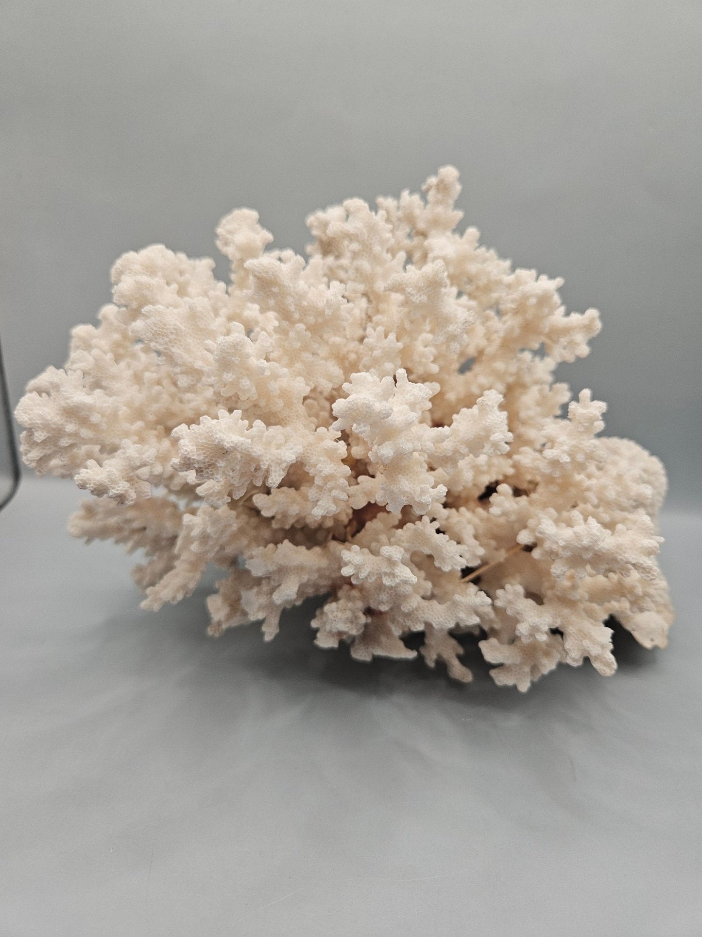 Brownstem Coral Attached to Brain Coral – 8.5"x8"x6" Unique Coral Display