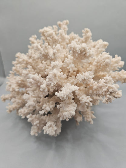 Brownstem Coral Attached to Brain Coral – 8.5"x8"x6" Unique Coral Display