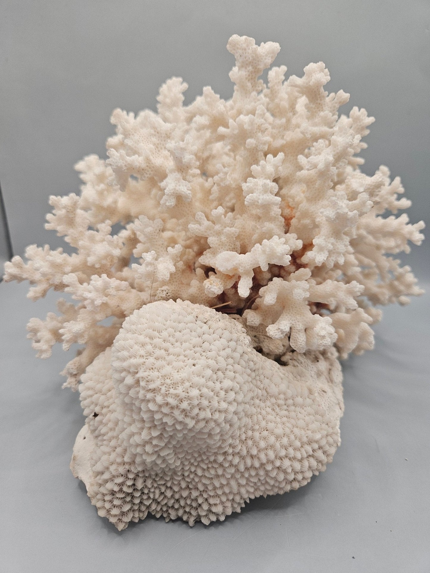 Brownstem Coral Attached to Brain Coral – 8.5"x8"x6" Unique Coral Display