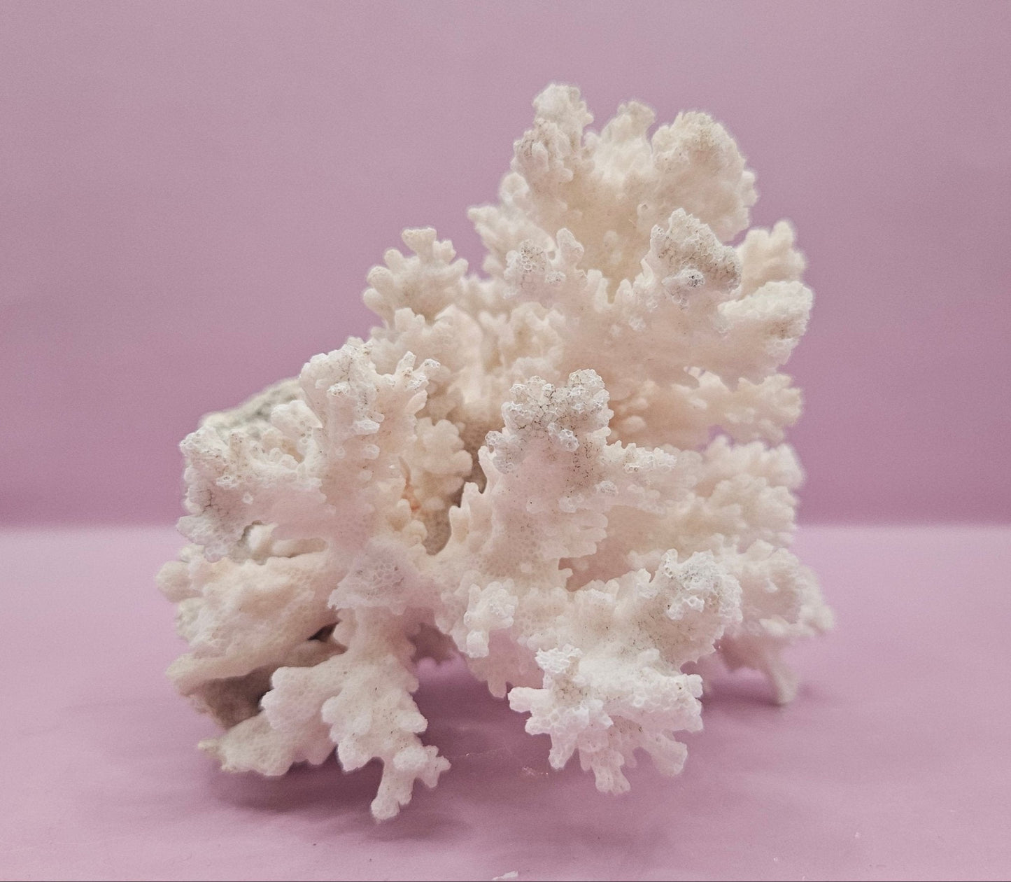 Brownstem Coral Attached to Brain Coral – Unique Natural Marine Display (6.5" x 4.2")