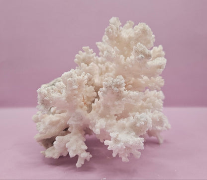 Brownstem Coral Attached to Brain Coral – Unique Natural Marine Display (6.5" x 4.2")