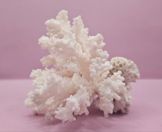 Brownstem Coral Attached to Brain Coral – Unique Natural Marine Display (6.5" x 4.2")