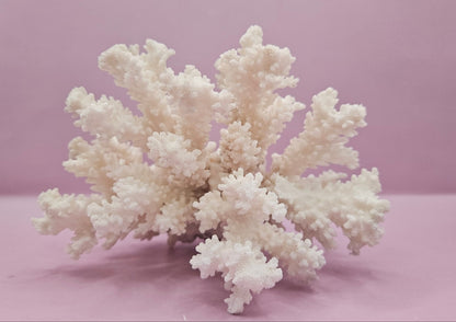 Brownstem Coral Attached to Brain Coral – Unique Natural Marine Display (6.5" x 4.2")