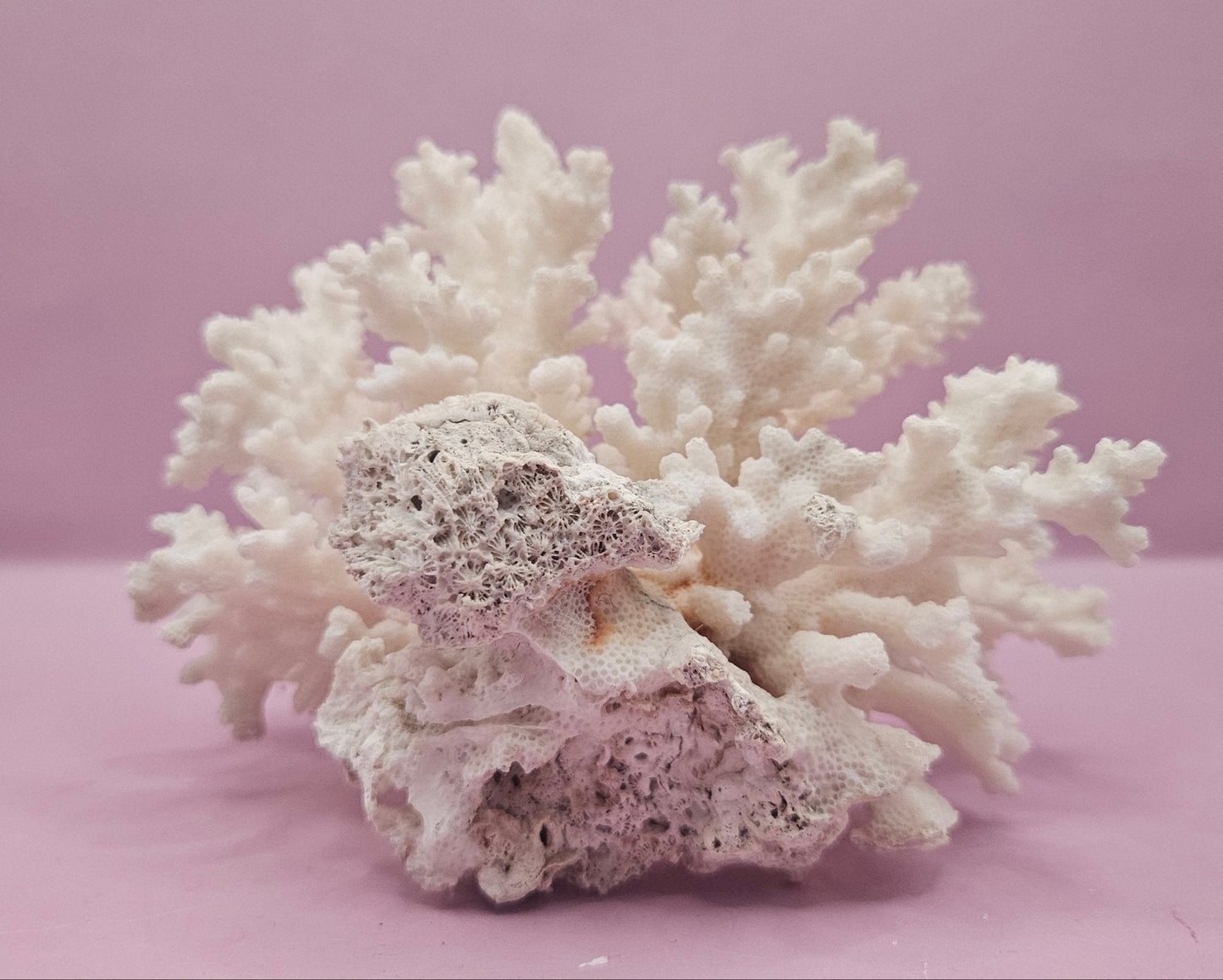 Brownstem Coral Attached to Brain Coral – Unique Natural Marine Display (6.5" x 4.2")