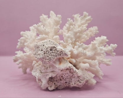 Brownstem Coral Attached to Brain Coral – Unique Natural Marine Display (6.5" x 4.2")