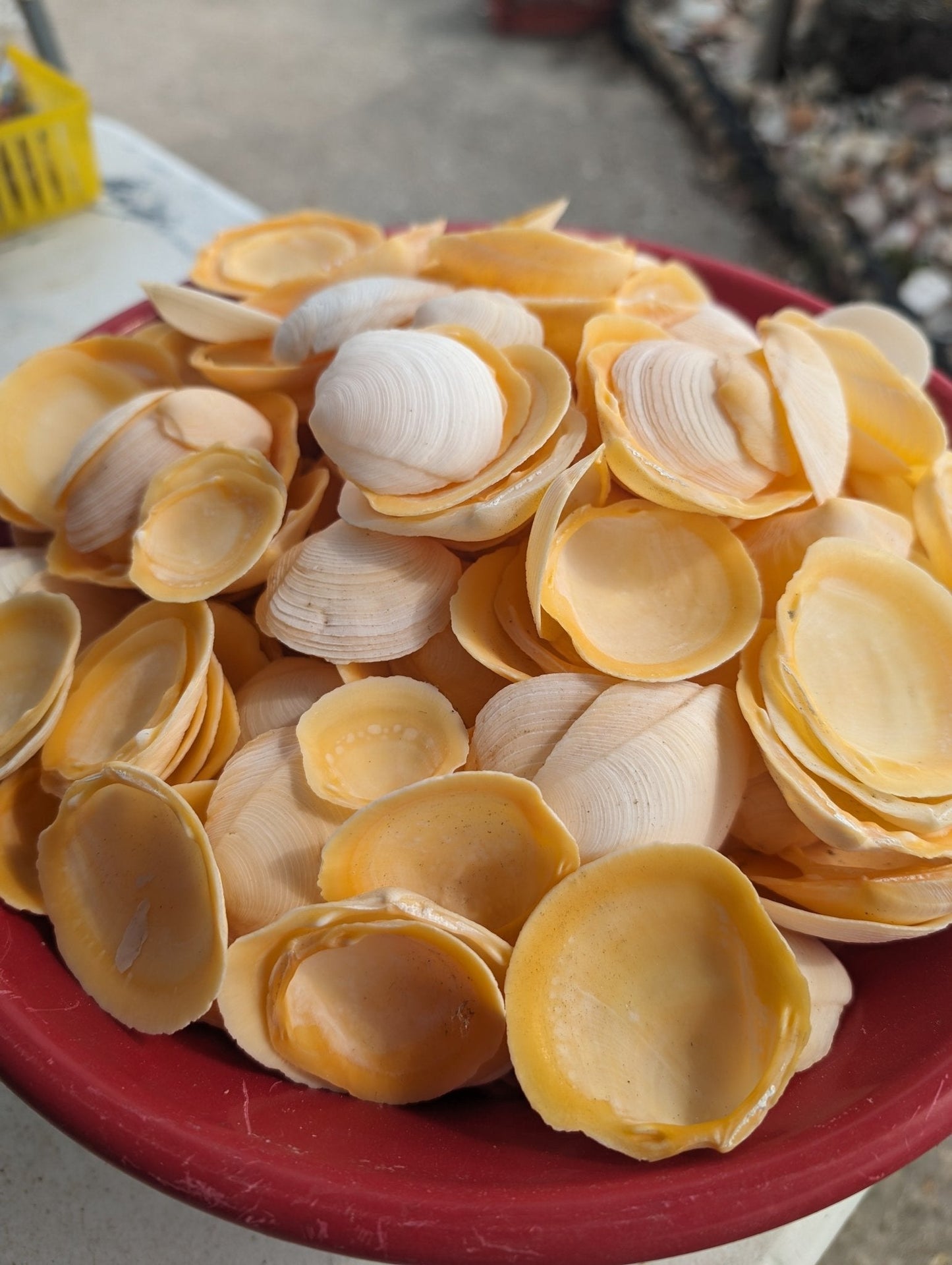 Buttercup Lucine Shells Anodontia alba