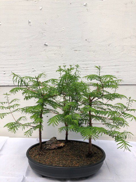 Redwood Bonsai Tree Three (3) Tree Forest Group - Medium (metasequoia