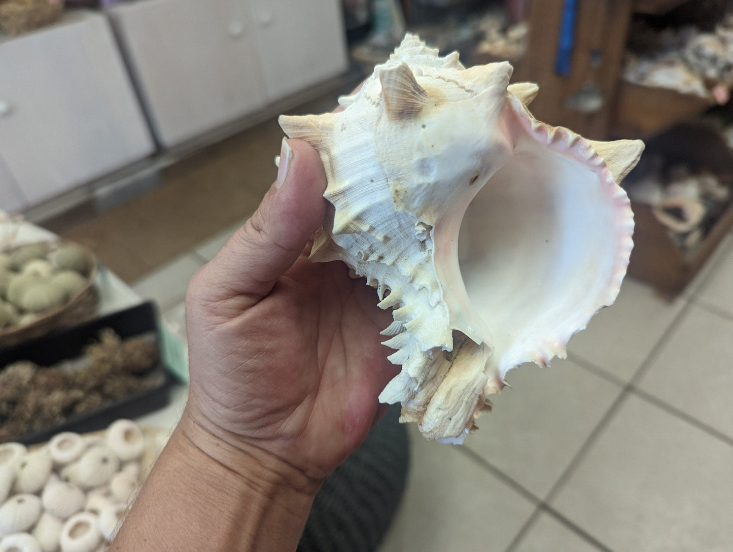 Cabbage Murex Shell Hexaplex Brassica