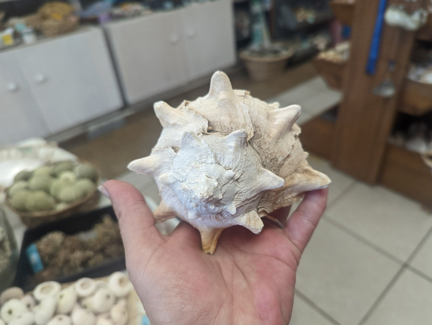 Cabbage Murex Shell Hexaplex Brassica