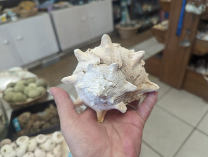 Cabbage Murex Shell Hexaplex Brassica