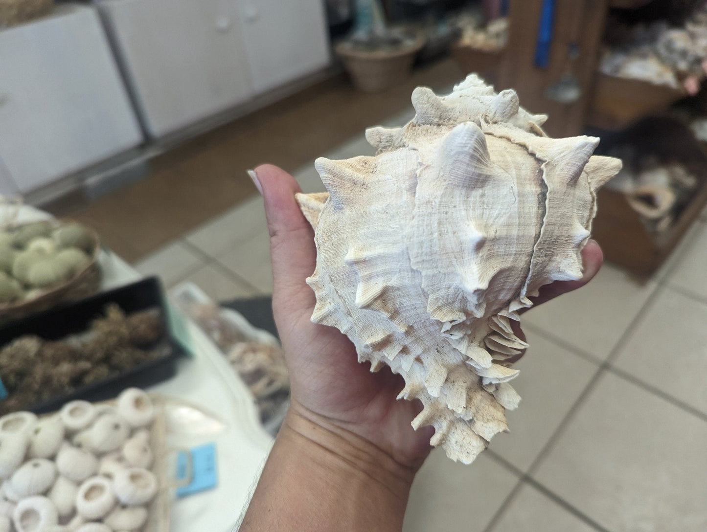 Cabbage Murex Shell Hexaplex Brassica