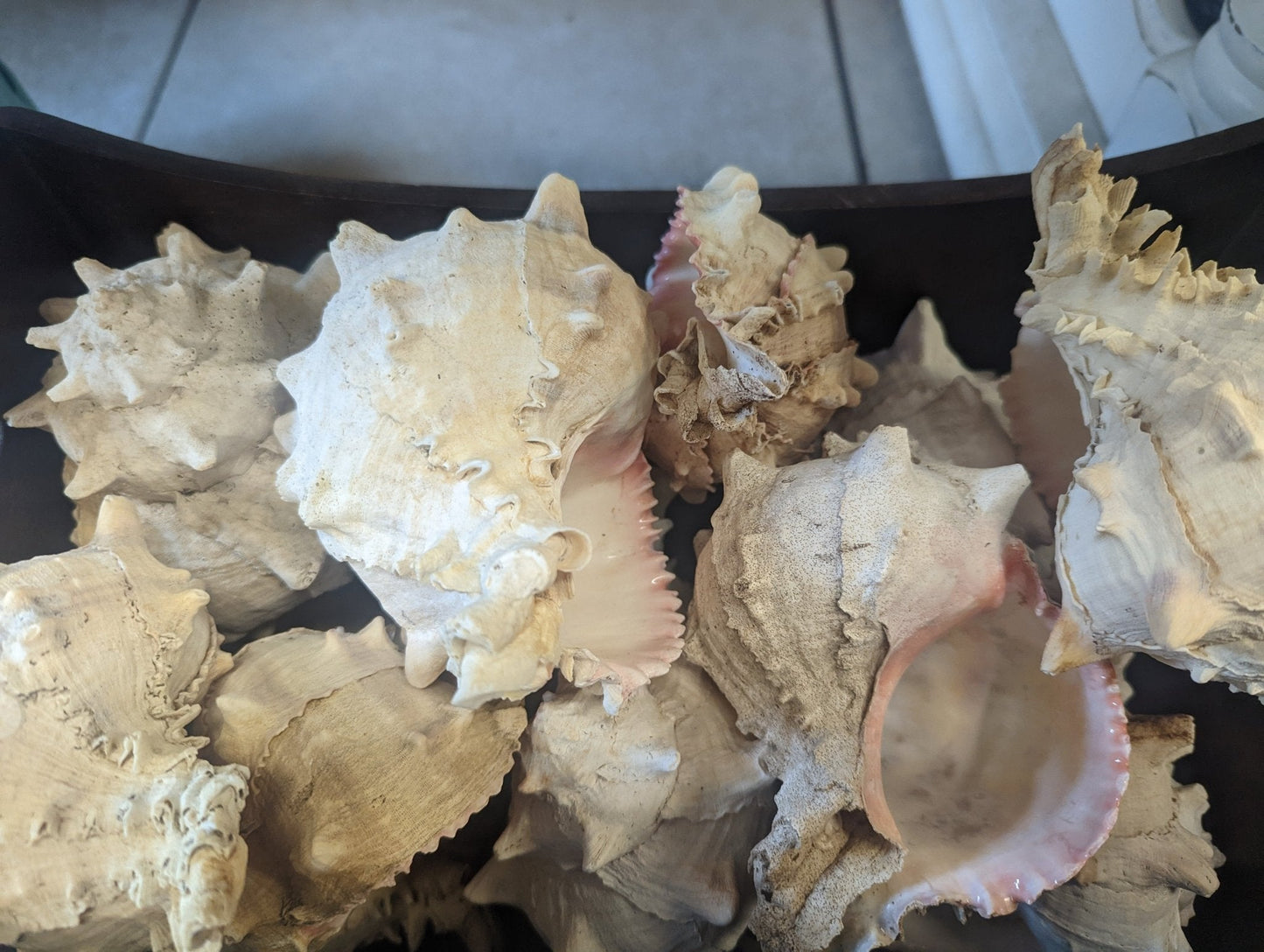 Cabbage Murex Shell Hexaplex Brassica