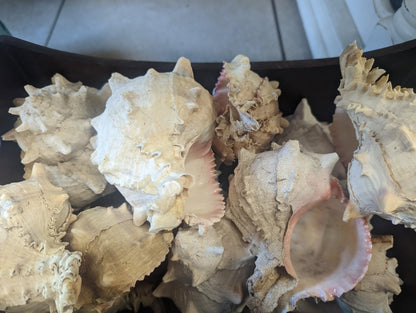 Cabbage Murex Shell Hexaplex Brassica