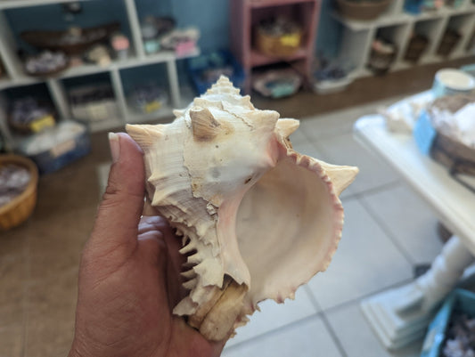 Cabbage Murex Shell Hexaplex Brassica