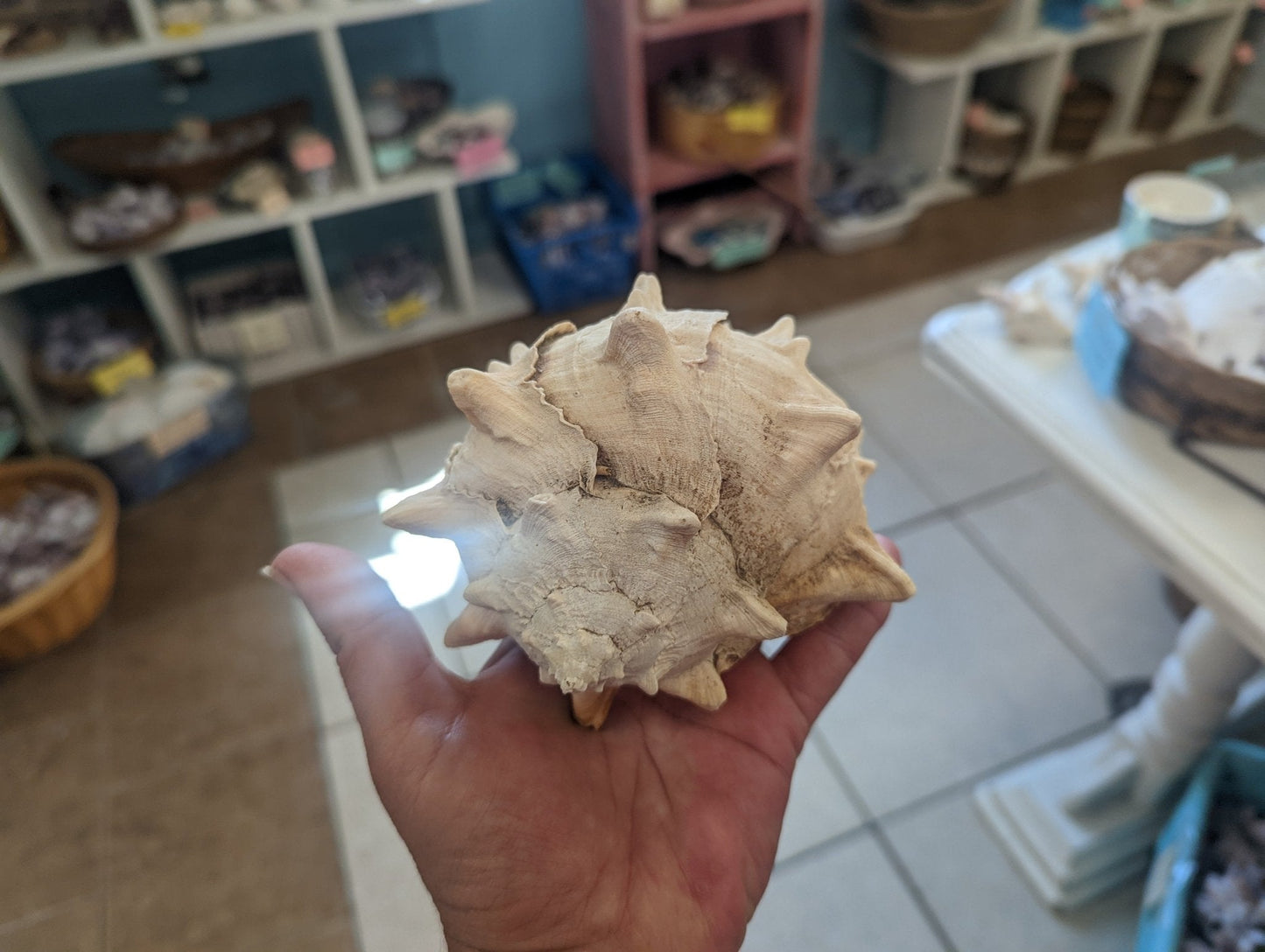 Cabbage Murex Shell Hexaplex Brassica