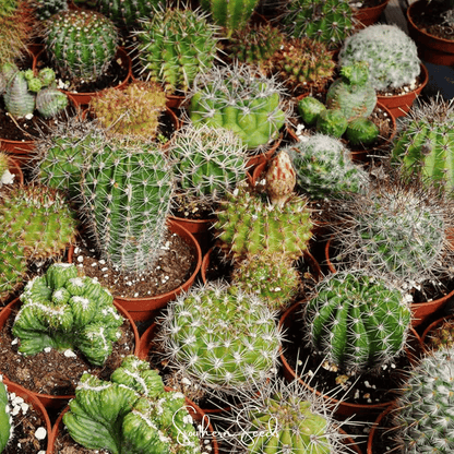 Cactus Mix – 30 Seeds