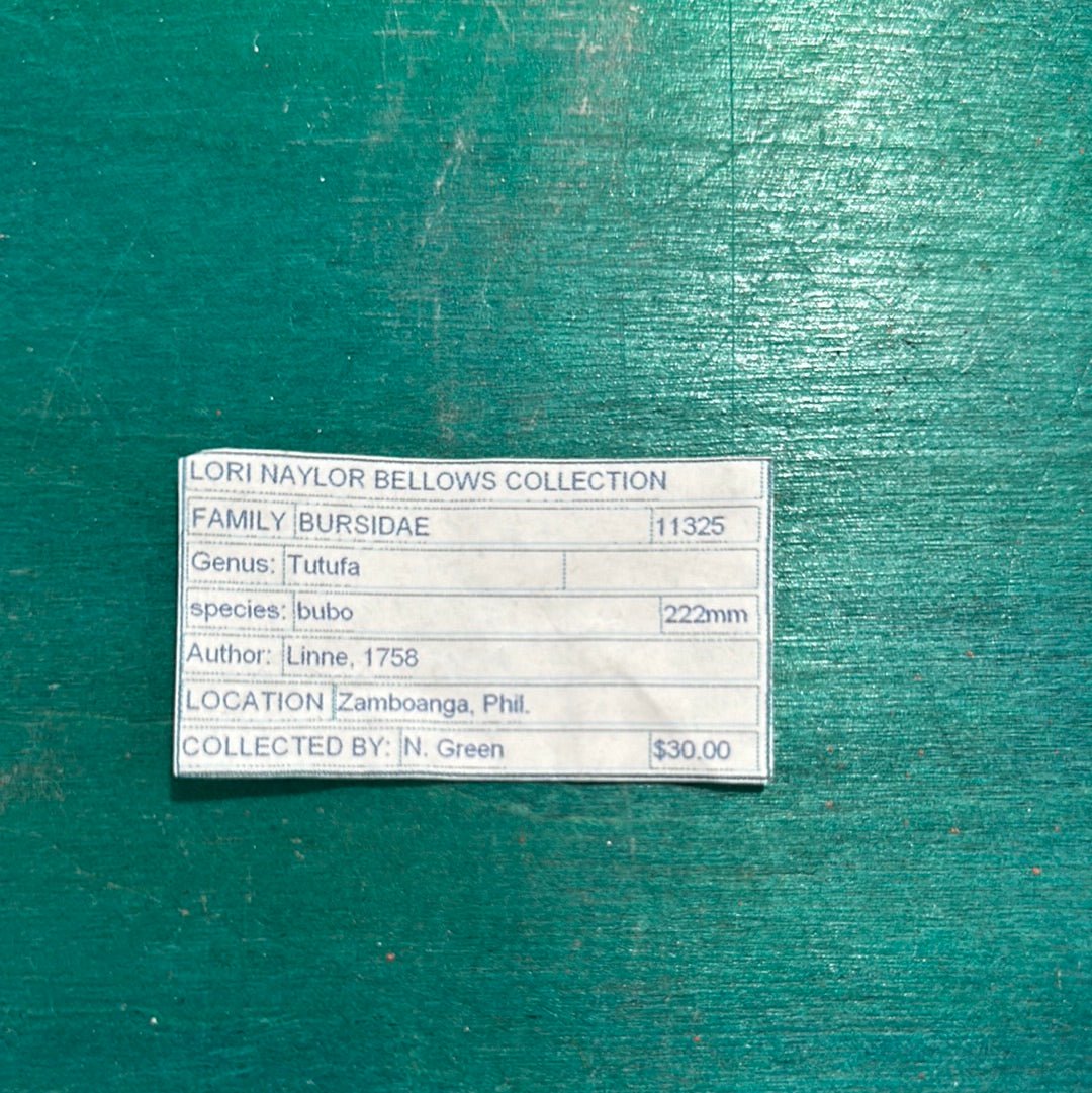 Calcium Covered Frog Conch Shell 9"