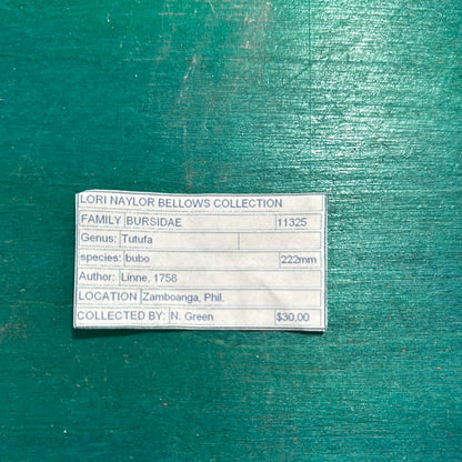 Calcium Covered Frog Conch Shell 9"