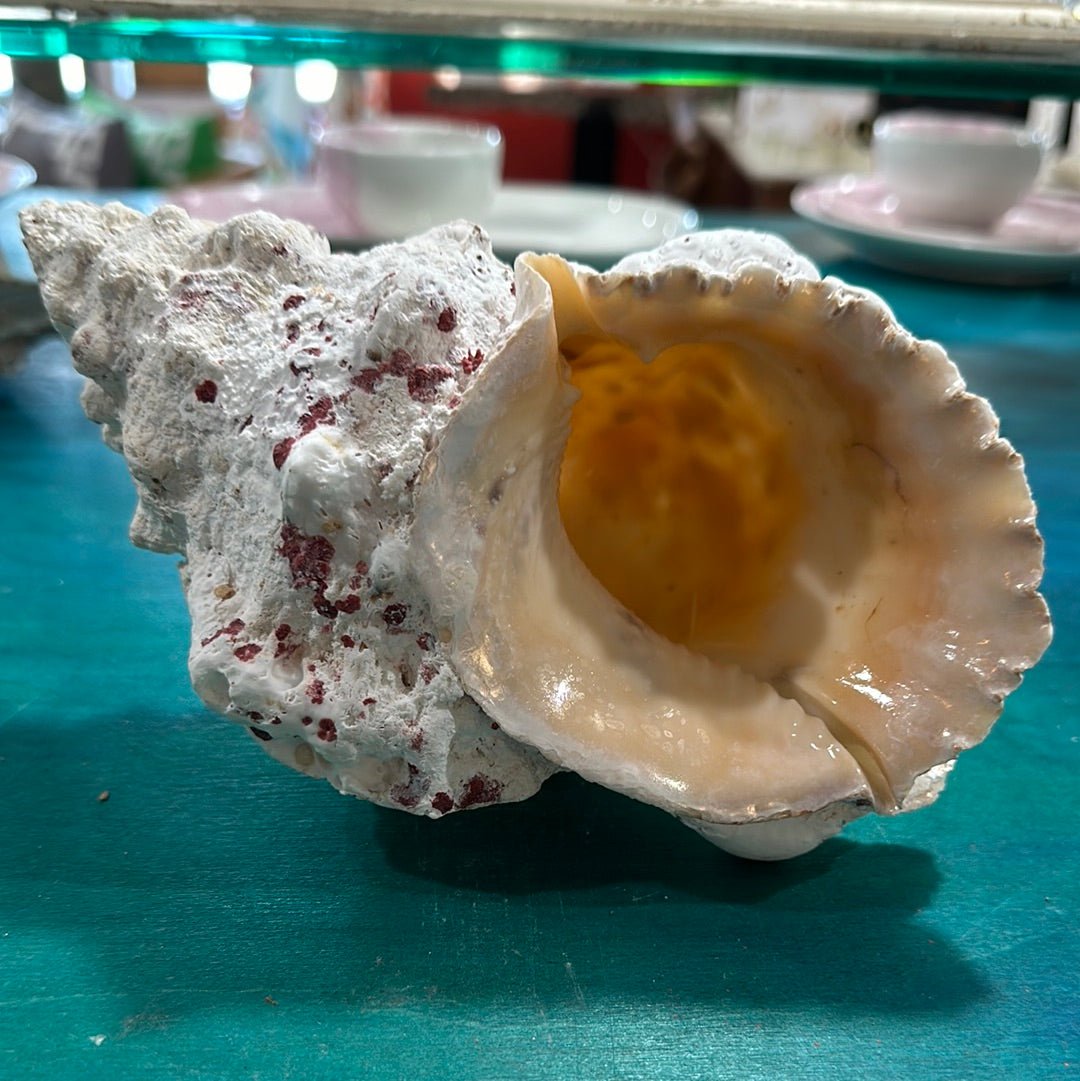 Calcium Covered Frog Conch Shell 9"