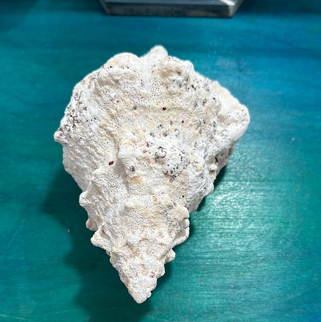 Calcium Covered Frog Conch Shell 9"