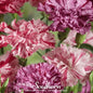Chabaud Picotee Carnation Mix – 25 Seeds
