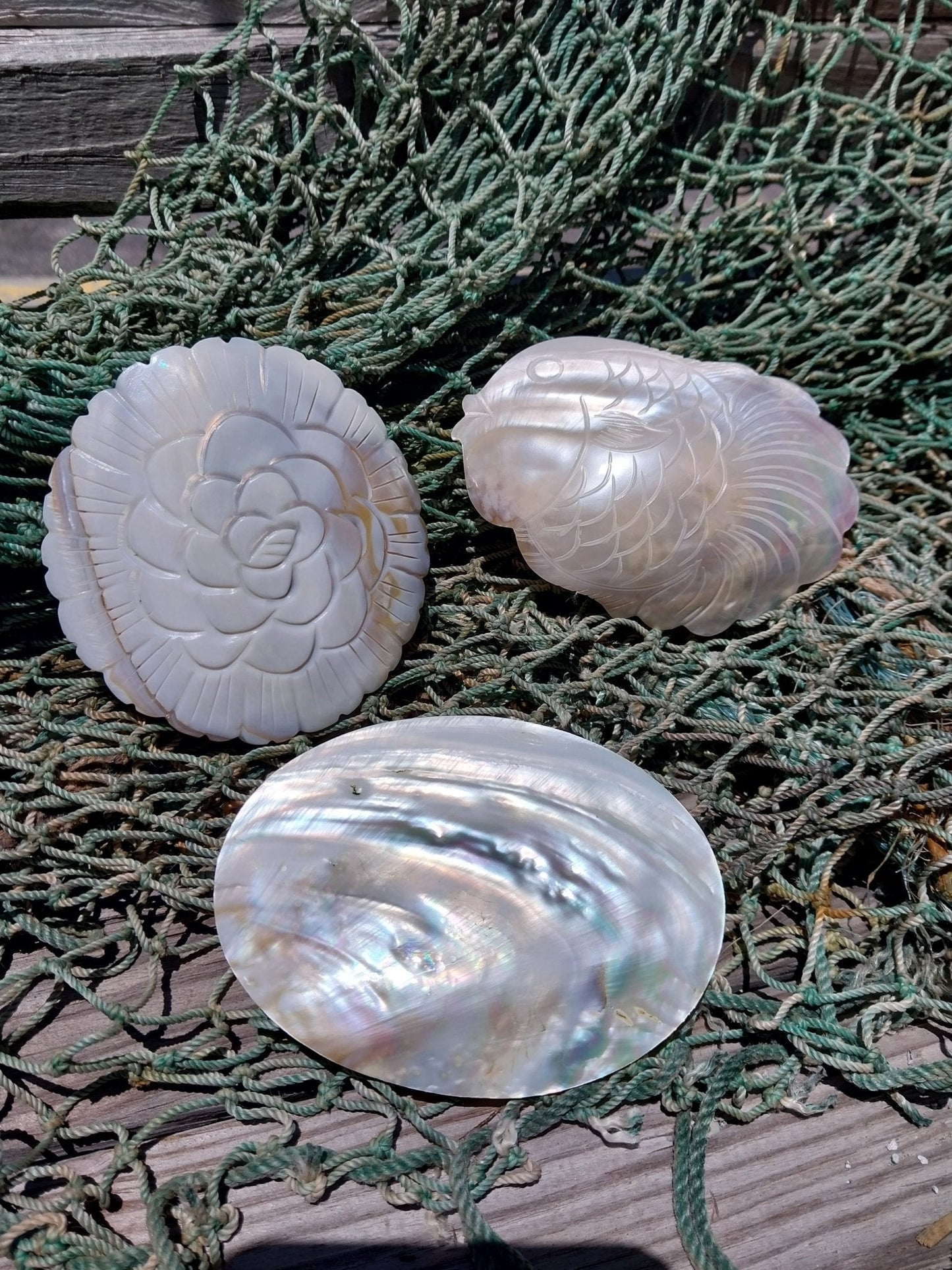 Carved River Clam