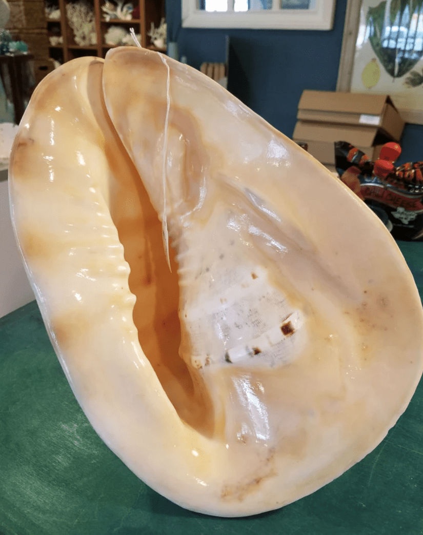 Large Yellow Helmet Display Shell – Cassis cornuta – Premium Coastal Home Decor Specimen