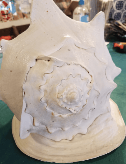 Large Yellow Helmet Display Shell – Cassis cornuta – Premium Coastal Home Decor Specimen