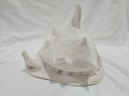 Cassis Cornuta Yellow Helmet Shell – Large Coastal Display Piece (9")