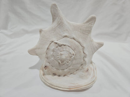 Cassis Cornuta Yellow Helmet Shell – Large Coastal Display Piece (9")