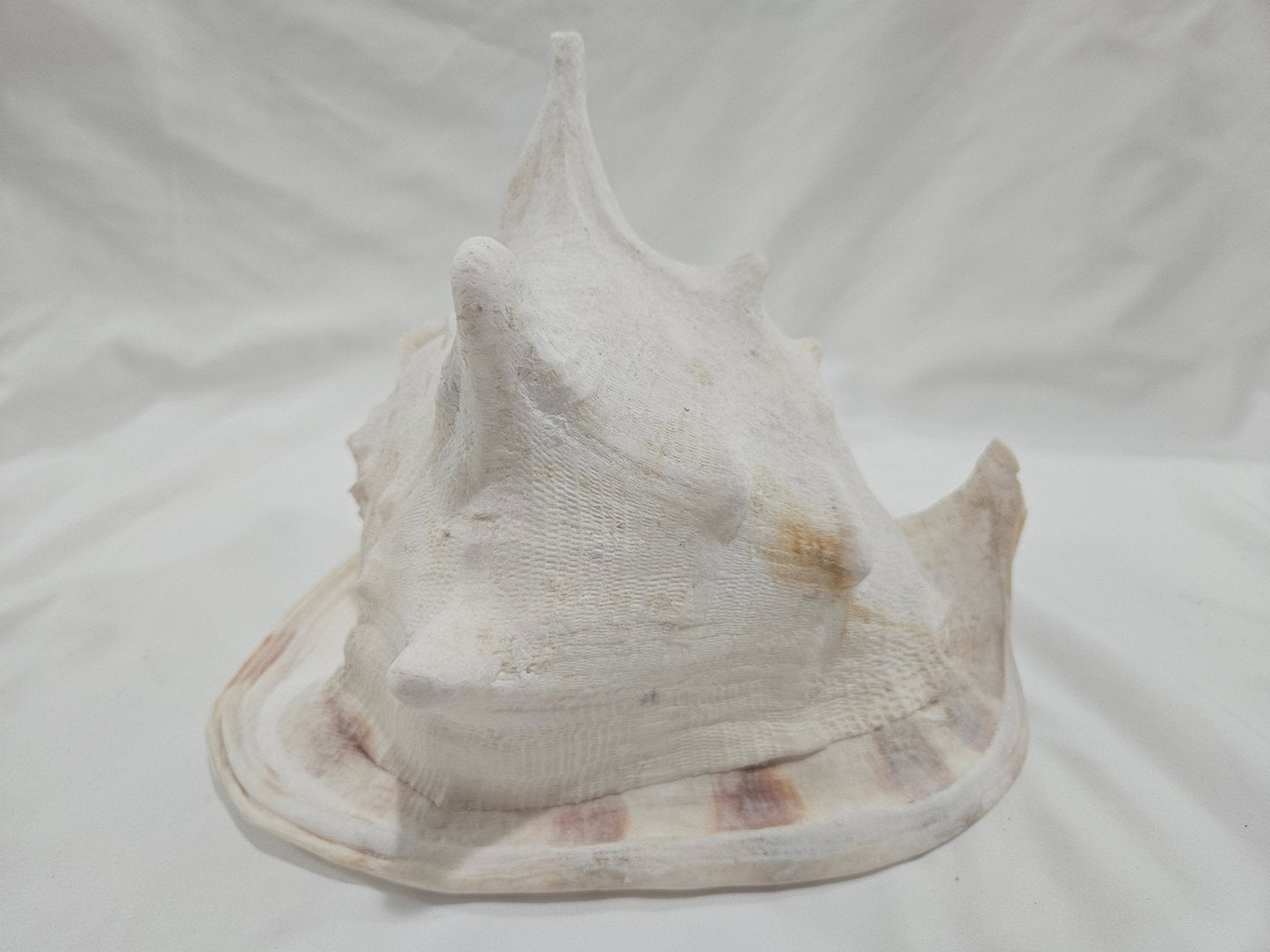 Cassis Cornuta Yellow Helmet Shell – Large Coastal Display Piece (9")