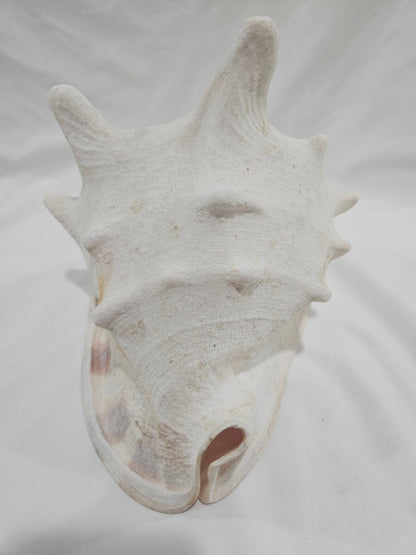 Cassis Cornuta Yellow Helmet Shell – Large Coastal Display Piece (9")