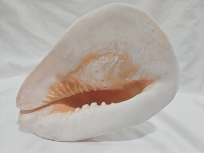 Cassis Cornuta Yellow Helmet Shell – Large Coastal Display Piece (9")