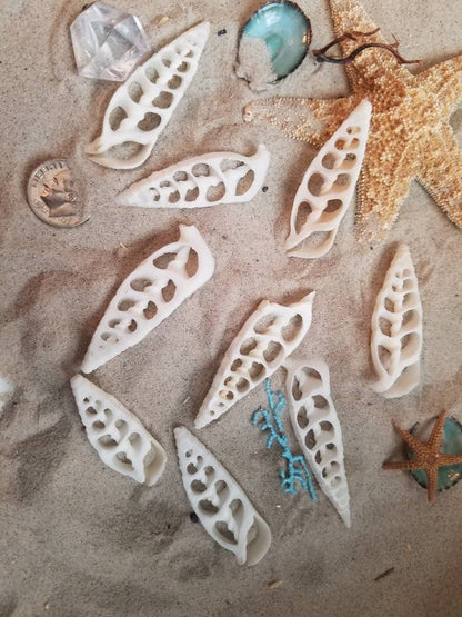 Center Sliced Cut Cerithium Vertagus Shell