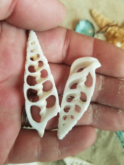 Center Sliced Cut Cerithium Vertagus Shell
