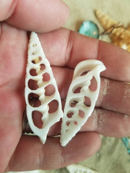 Center Sliced Cut Cerithium Vertagus Shell
