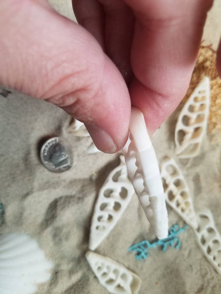 Center Sliced Cut Cerithium Vertagus Shell