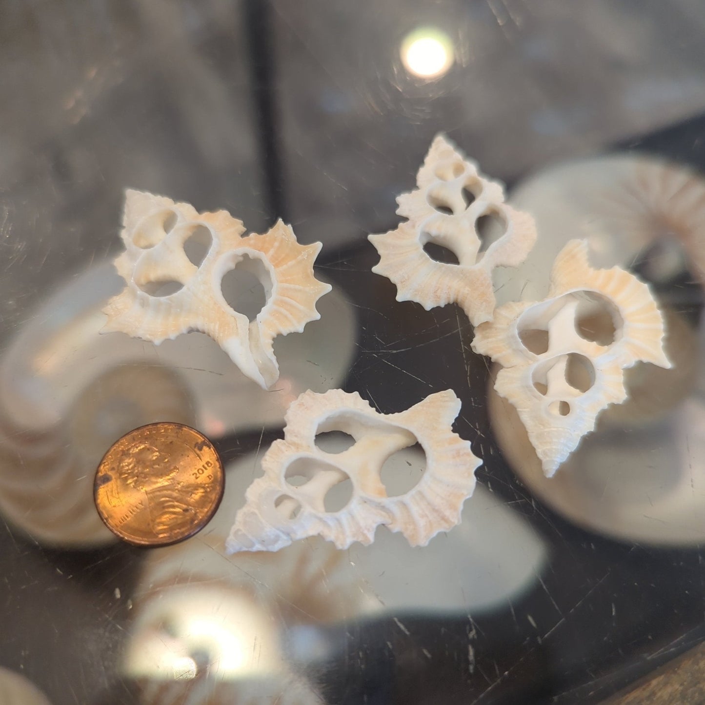 Center Sliced Maple Leaf Shells