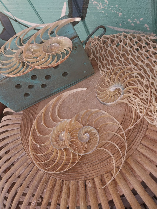 Center Sliced Tiger Nautilus Shells