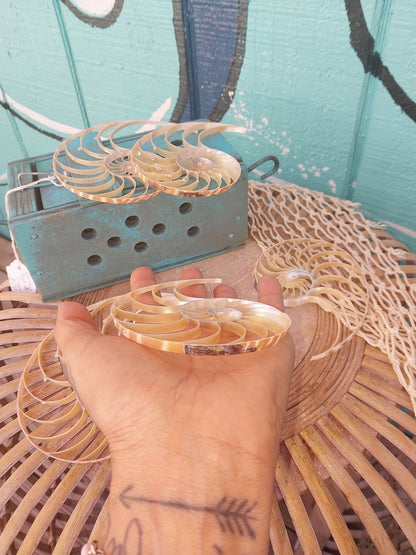 Center Sliced Tiger Nautilus Shells
