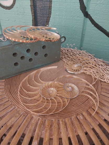 Center Sliced Tiger Nautilus Shells