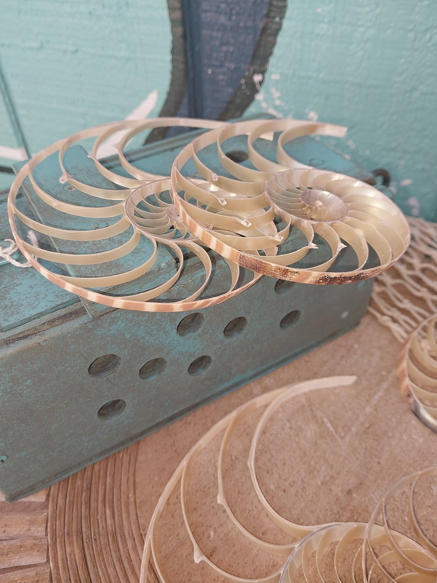 Center Sliced Tiger Nautilus Shells